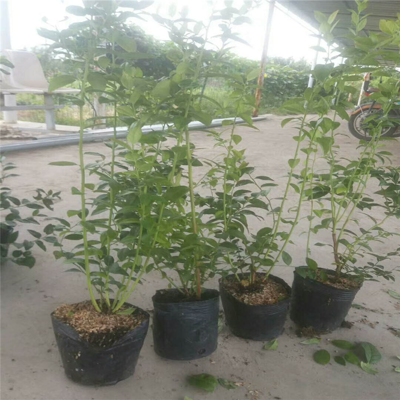 大果型珠寶藍(lán)莓苗苗木粗壯珠寶藍(lán)莓苗露天管理技術(shù)