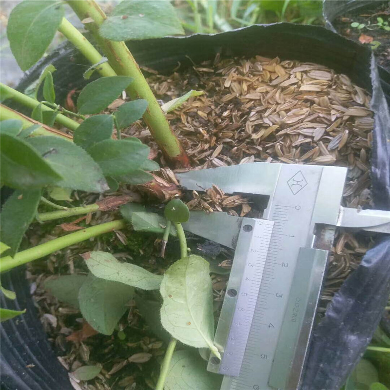 早熟珠寶藍(lán)莓苗培育基地珠寶藍(lán)莓苗需冷量