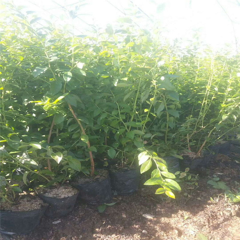 脫毒珠寶藍(lán)莓苗培育基地珠寶藍(lán)莓大棚管理技術(shù)