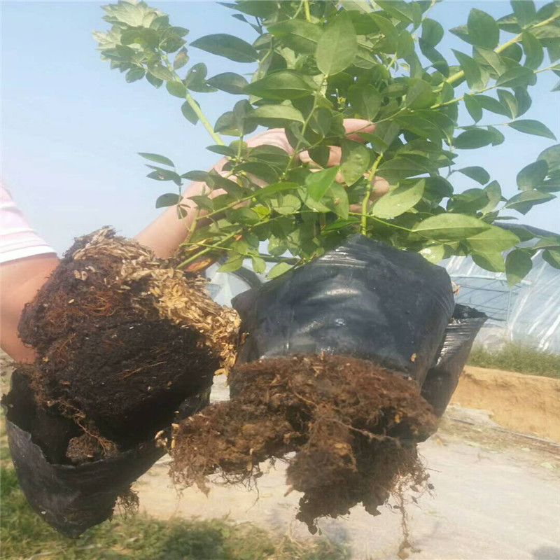 组培脱毒珠宝蓝莓苗华勤苗木珠宝蓝莓苗死苗免费补发