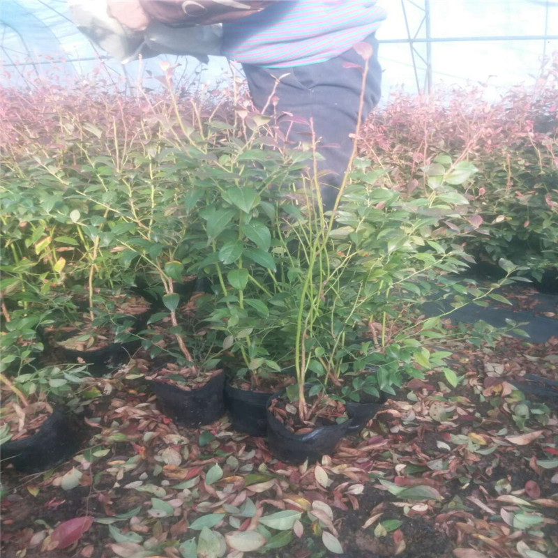 大果型珠寶藍莓苗大型培育基地珠寶藍莓苗根系發(fā)達