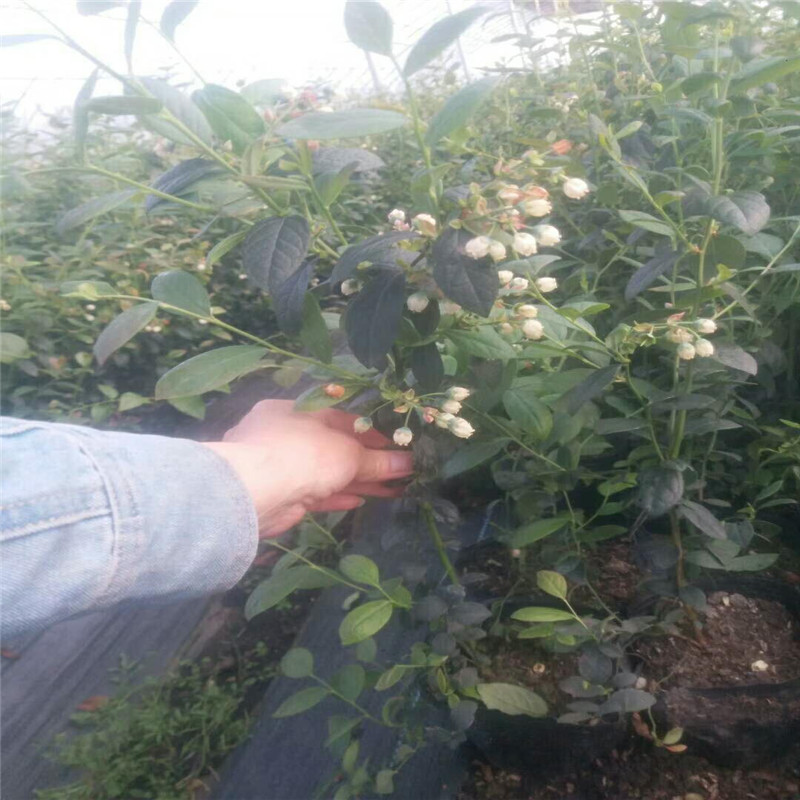 大果型珠寶藍莓苗圖片大全珠寶藍莓苗苗木粗壯