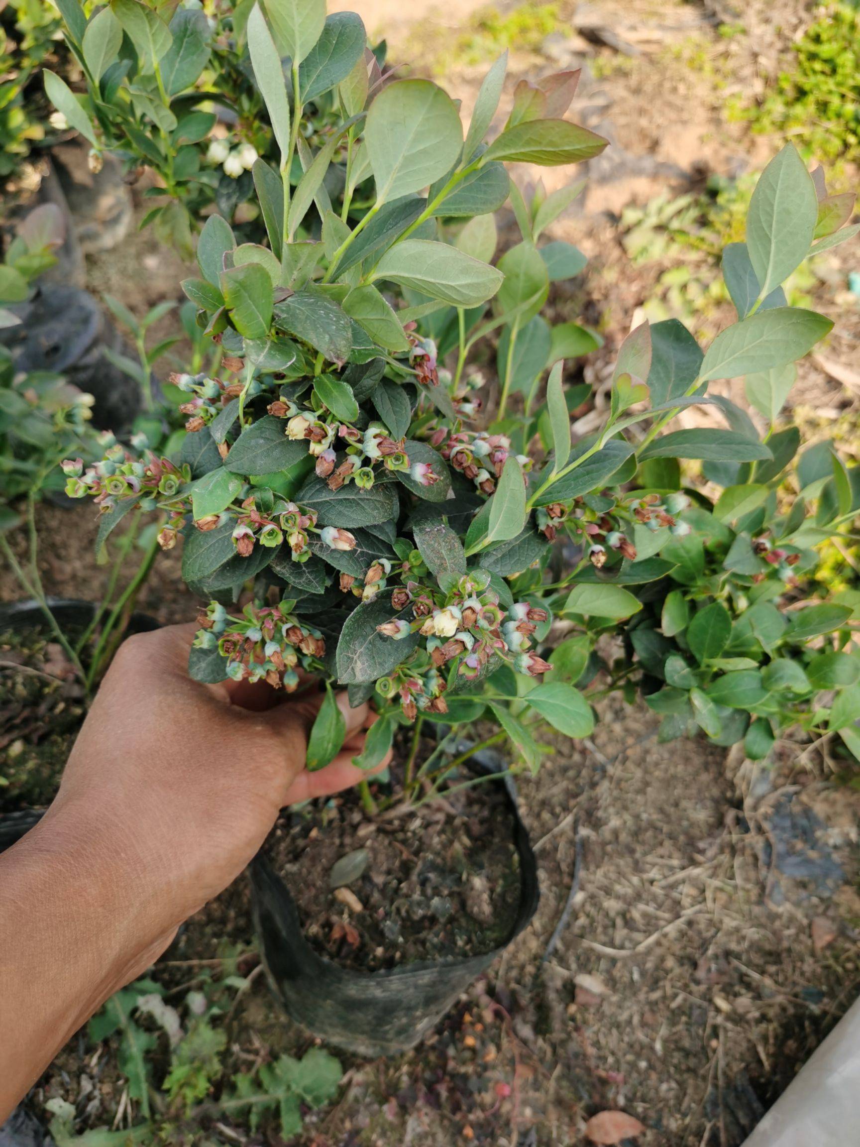 大果型珠寶藍(lán)莓苗苗木粗壯珠寶藍(lán)莓苗露天管理技術(shù)