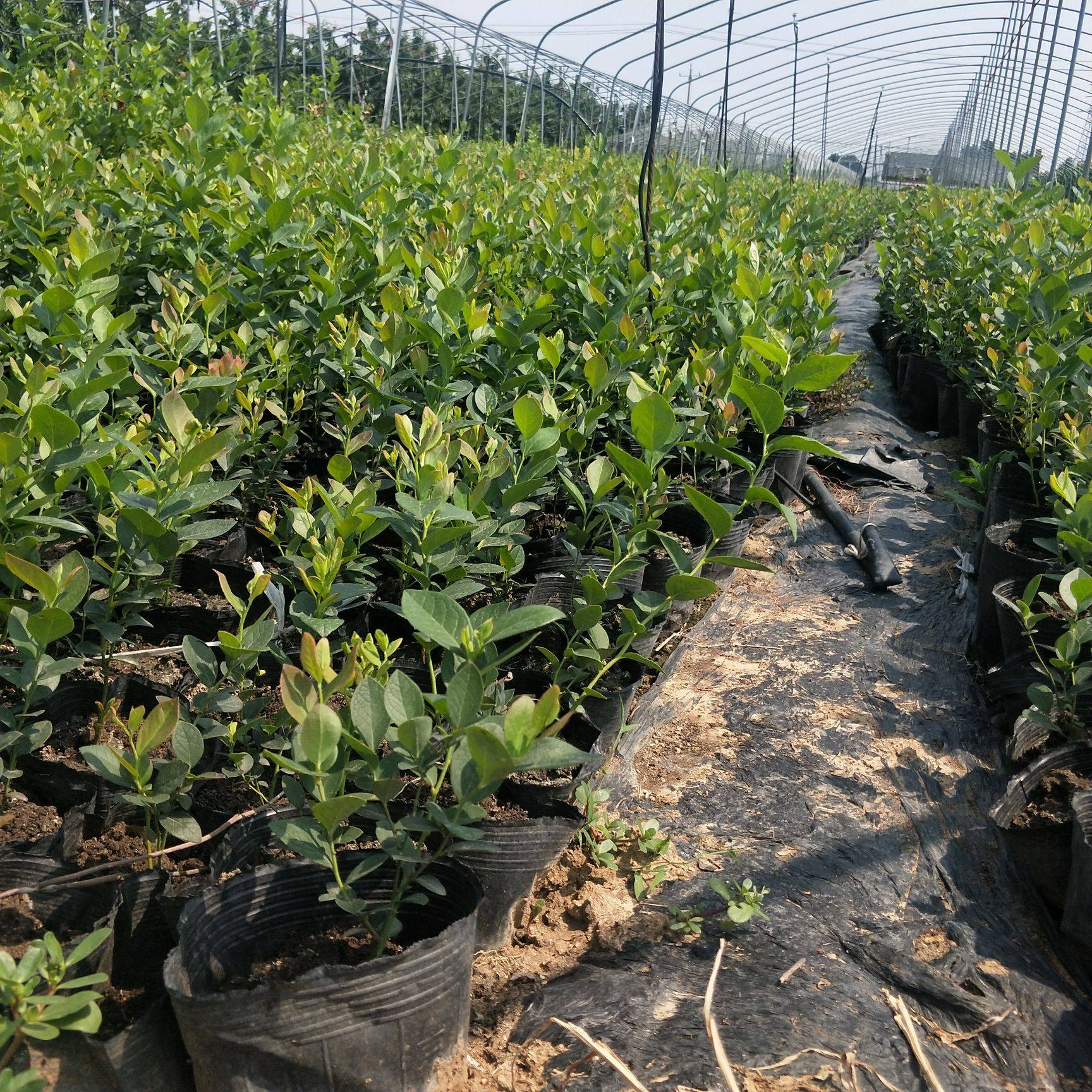 大果珠寶藍(lán)莓苗管理技術(shù)珠寶藍(lán)莓樹(shù)苗品種