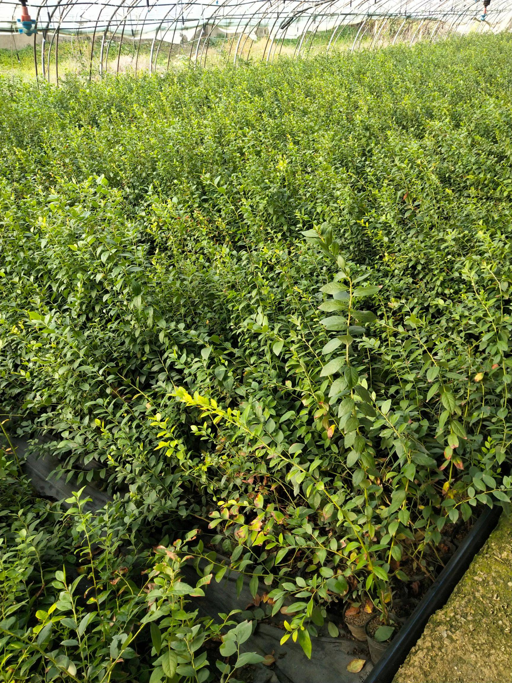 珠寶藍(lán)莓苗種植技術(shù)珠寶藍(lán)莓大棚管理技術(shù)