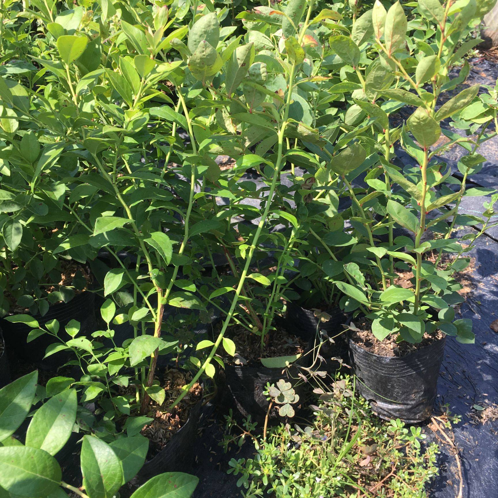 大果型珠寶藍莓苗圖片大全珠寶藍莓苗苗木粗壯