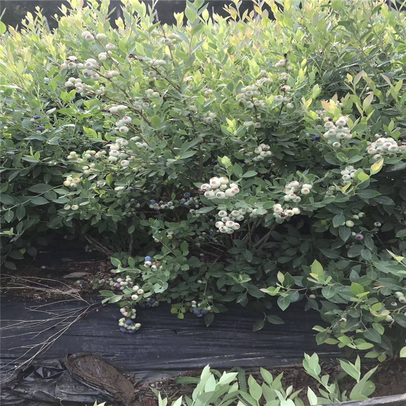極早熟珠寶藍莓苗管理技術(shù)珠寶藍莓苗需冷量