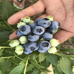 珠寶藍莓樹苗施肥方法珠寶藍莓苗苗木粗壯
