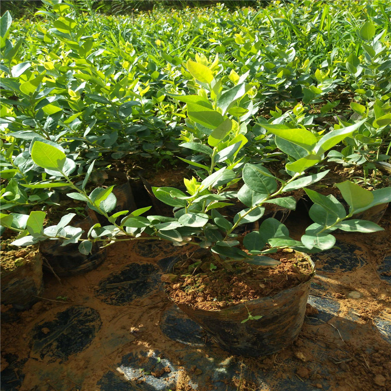 泰安珠寶藍莓苗批發(fā)價格珠寶藍莓大棚管理技術(shù)