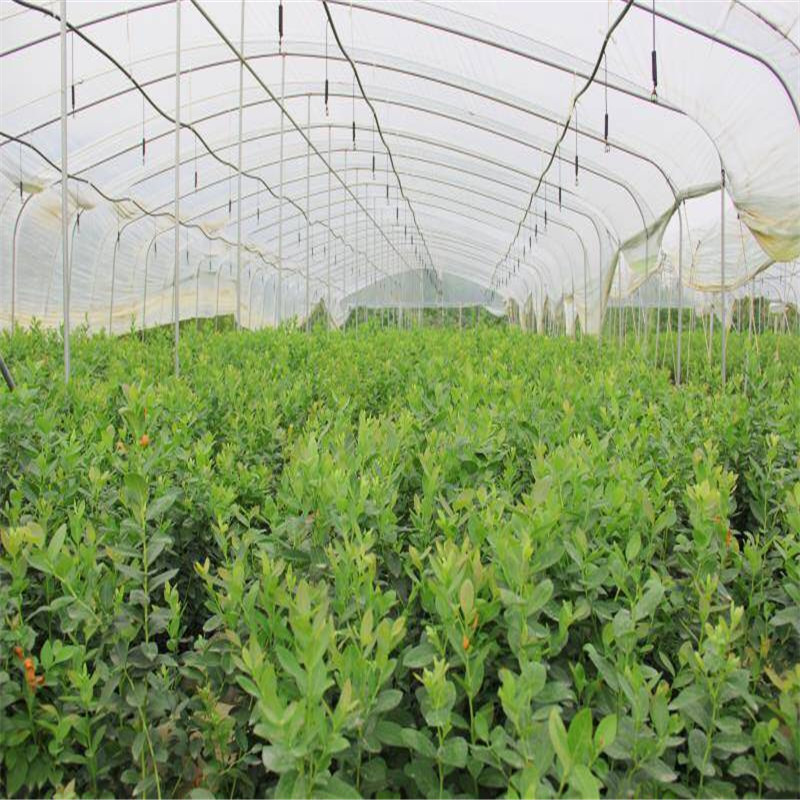 大果型珠寶藍莓苗大型培育基地珠寶藍莓苗根系發(fā)達