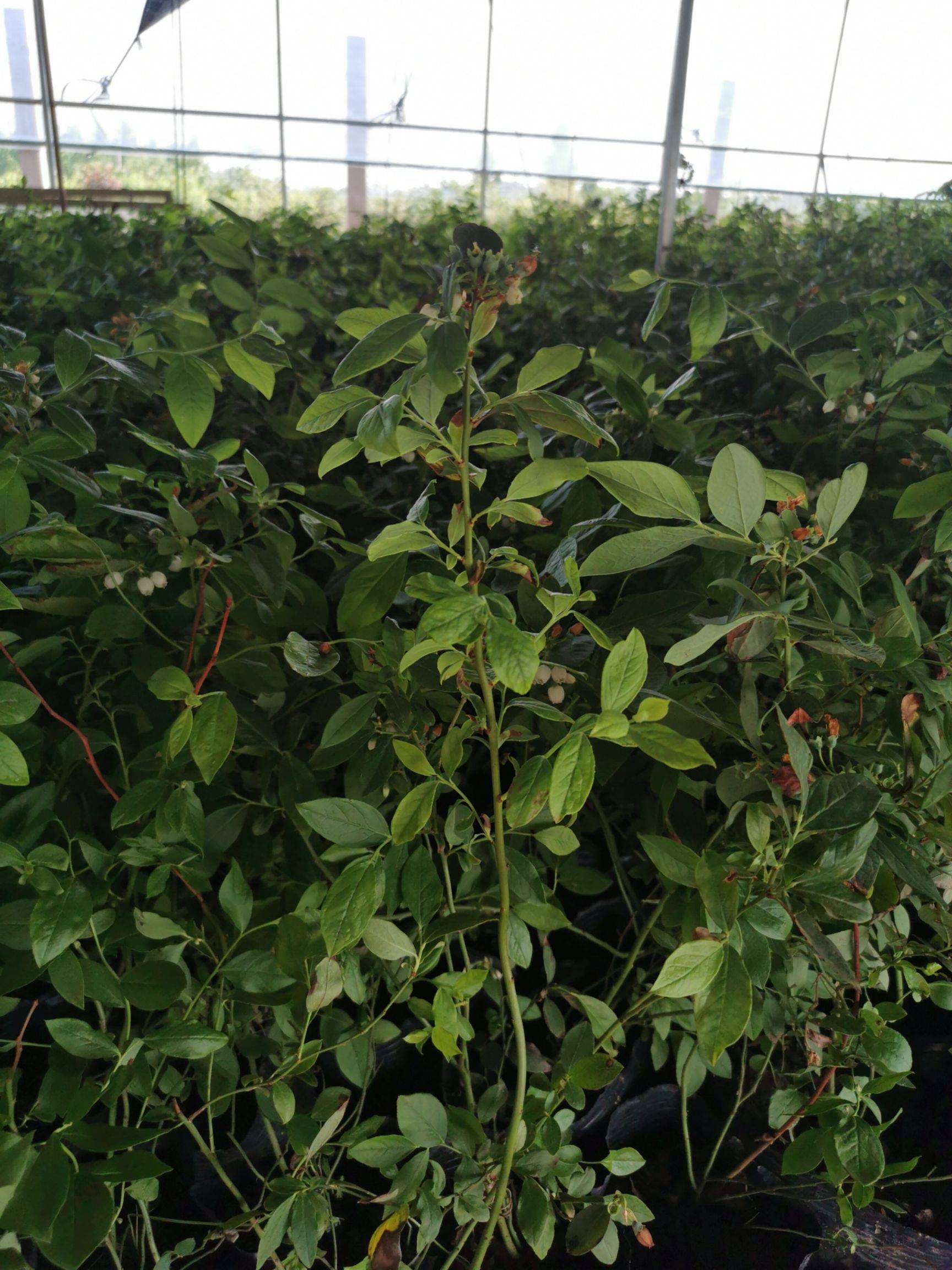 南高叢珠寶藍(lán)莓苗大型育苗基地珠寶藍(lán)莓苗種植要求