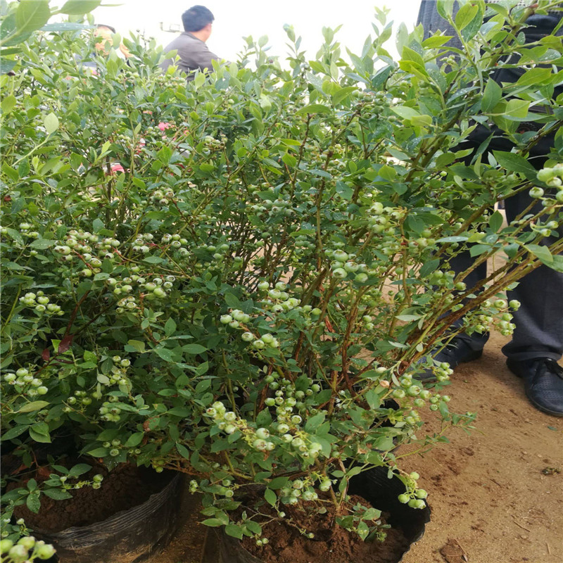 大果型珠寶藍(lán)莓苗品種介紹珠寶藍(lán)莓苗種植要求