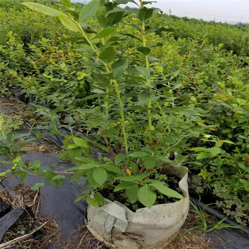 大果型珠寶藍莓苗大型培育基地珠寶藍莓苗根系發(fā)達