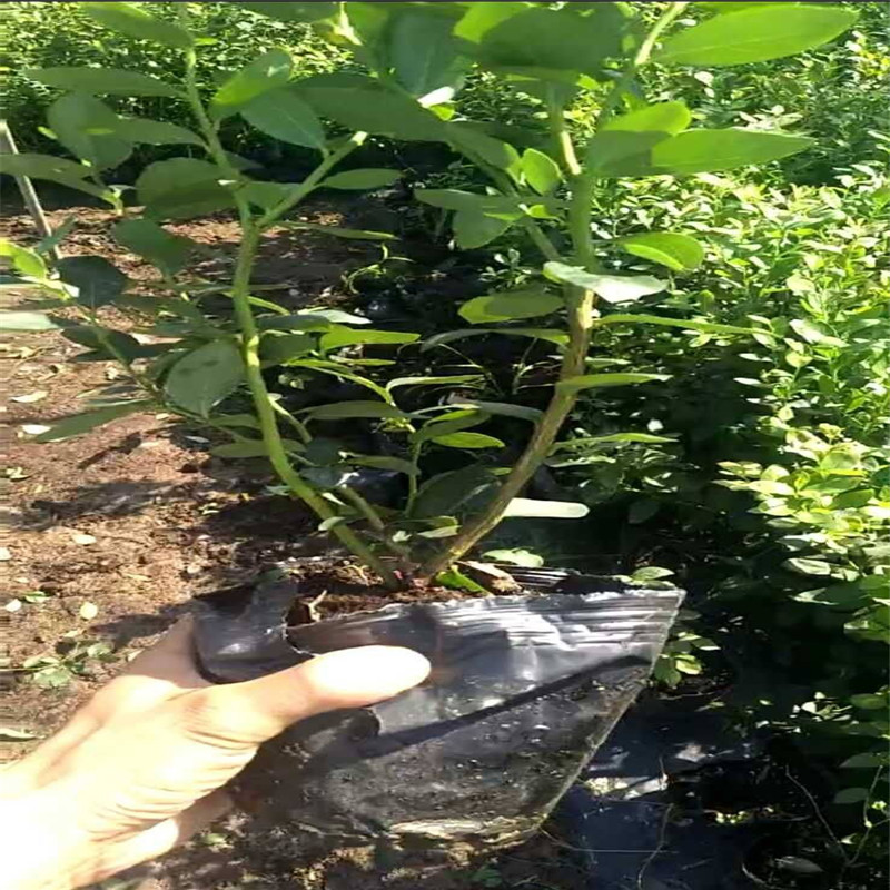 遼寧珠寶藍(lán)莓苗詳情介紹珠寶藍(lán)莓苗需冷量