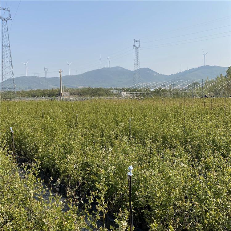 大果珠寶藍(lán)莓苗詳情介紹珠寶藍(lán)莓苗需冷量