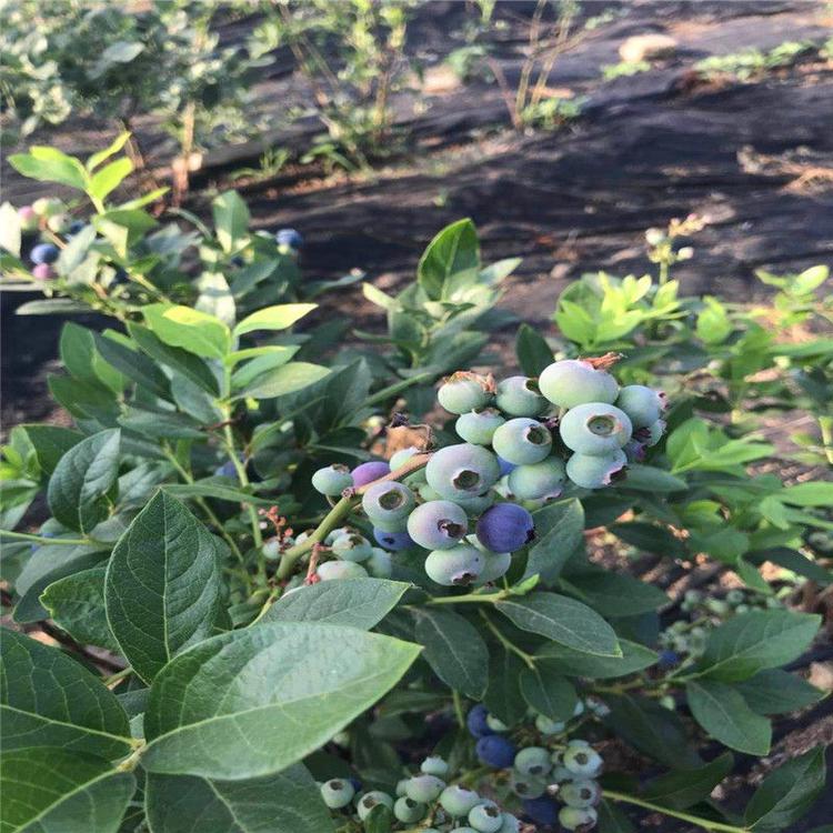 營養(yǎng)缽珠寶藍莓苗育苗基地珠寶藍莓樹苗品種