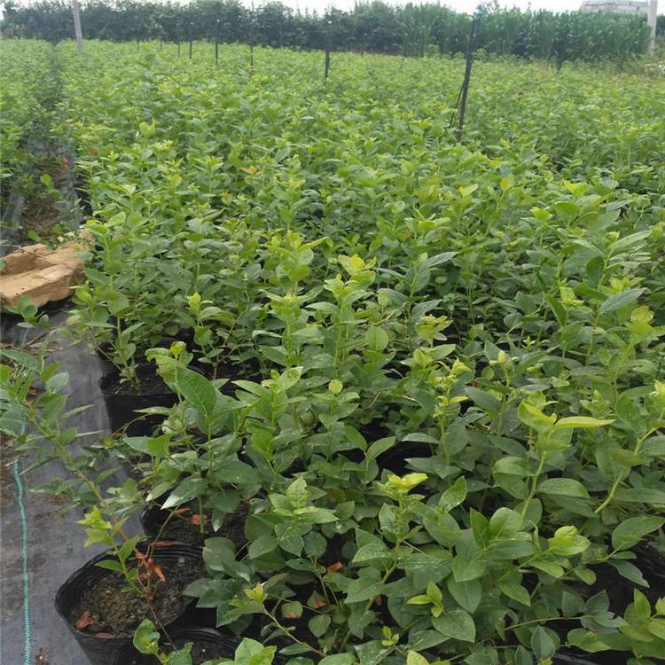 大果型珠寶藍莓苗圖片大全珠寶藍莓苗苗木粗壯