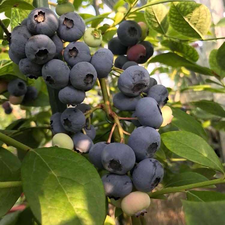 大果型珠寶藍(lán)莓苗品種介紹珠寶藍(lán)莓苗種植要求