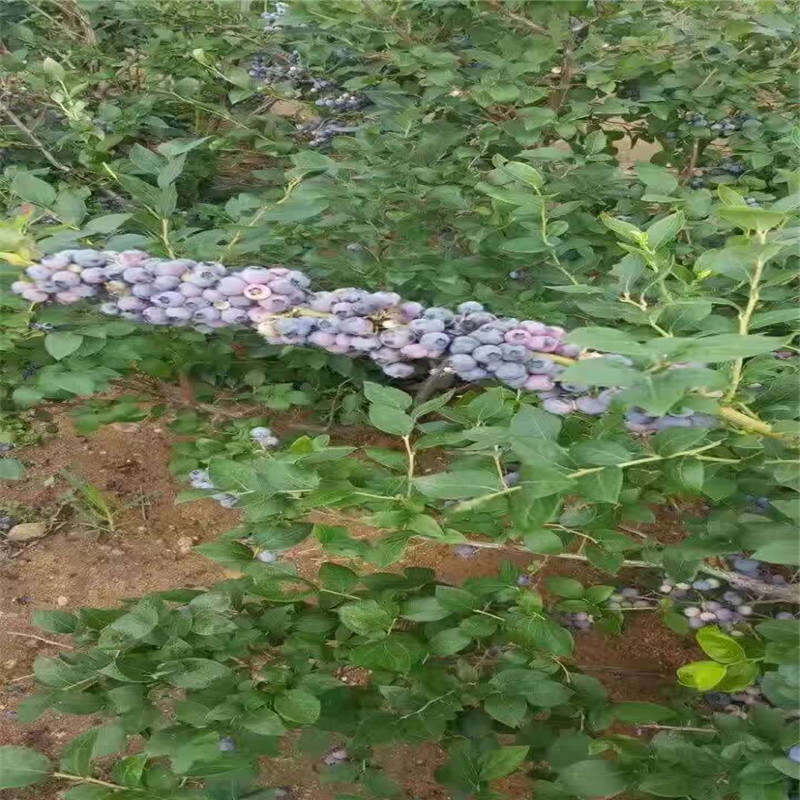 珠寶藍莓樹苗現挖現賣珠寶藍莓樹苗適應地區