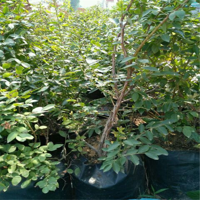 珠寶藍(lán)莓苗種植技術(shù)珠寶藍(lán)莓大棚管理技術(shù)