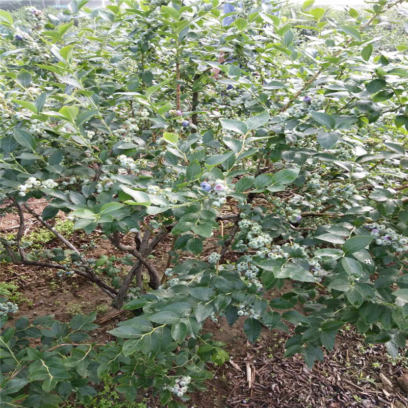 珠寶藍(lán)莓樹(shù)苗大型繁育基地珠寶藍(lán)莓苗露天管理技術(shù)