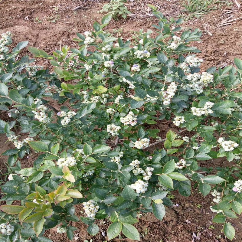 营养钵珠宝蓝莓苗现挖现卖珠宝蓝莓苗种植要求