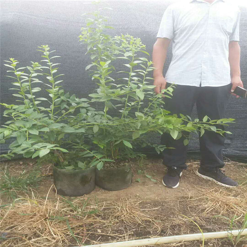 脫毒珠寶藍(lán)莓苗培育基地珠寶藍(lán)莓大棚管理技術(shù)