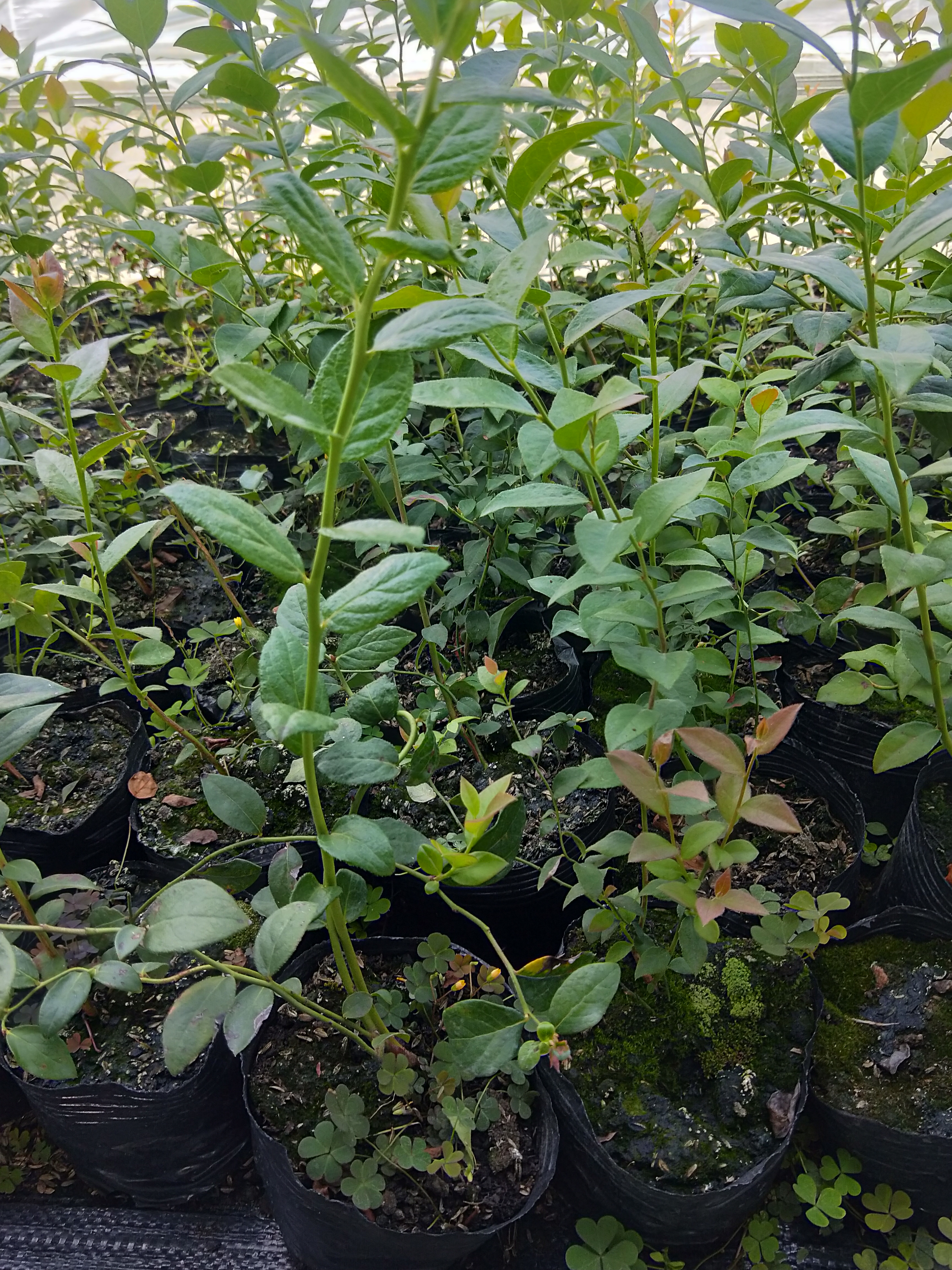 泰安珠寶藍莓苗批發(fā)價格珠寶藍莓大棚管理技術(shù)