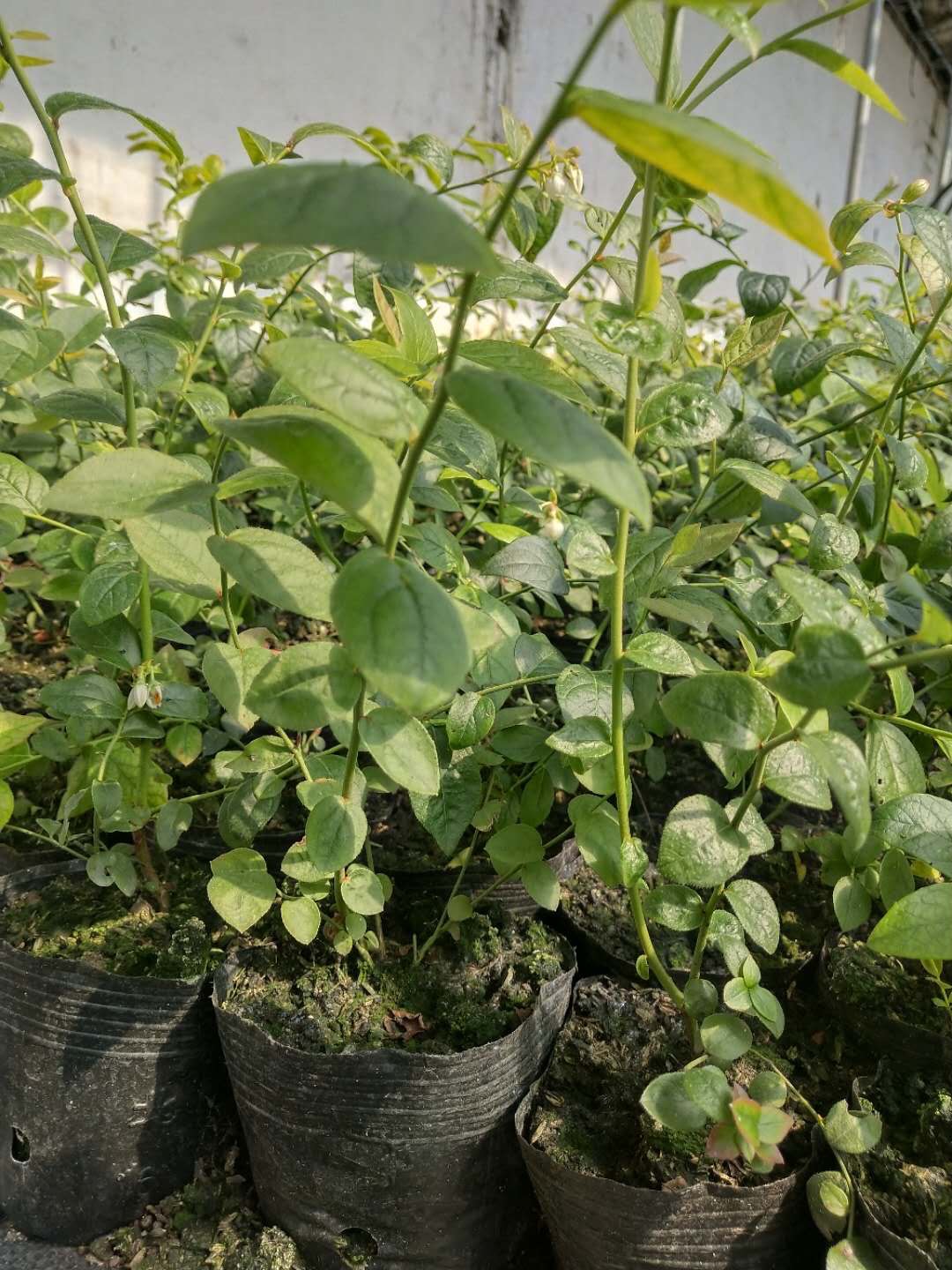 南高叢珠寶藍(lán)莓苗大型育苗基地珠寶藍(lán)莓苗種植要求