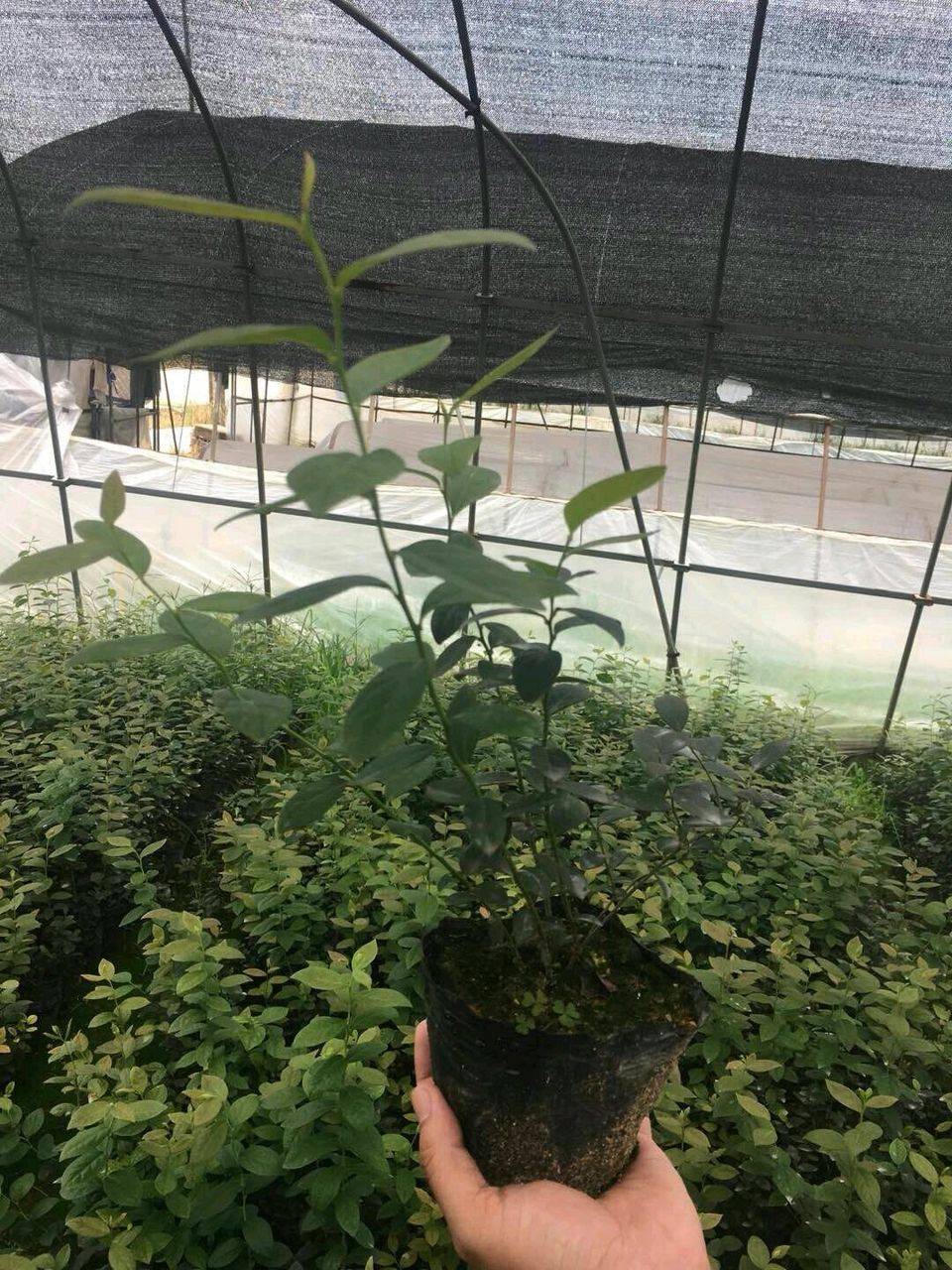 早熟珠寶藍莓苗幾年掛果珠寶藍莓苗修剪培訓