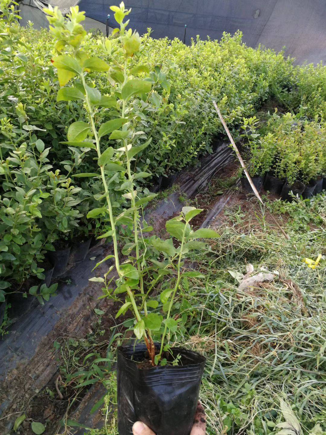 極早熟珠寶藍莓苗管理技術(shù)珠寶藍莓苗需冷量