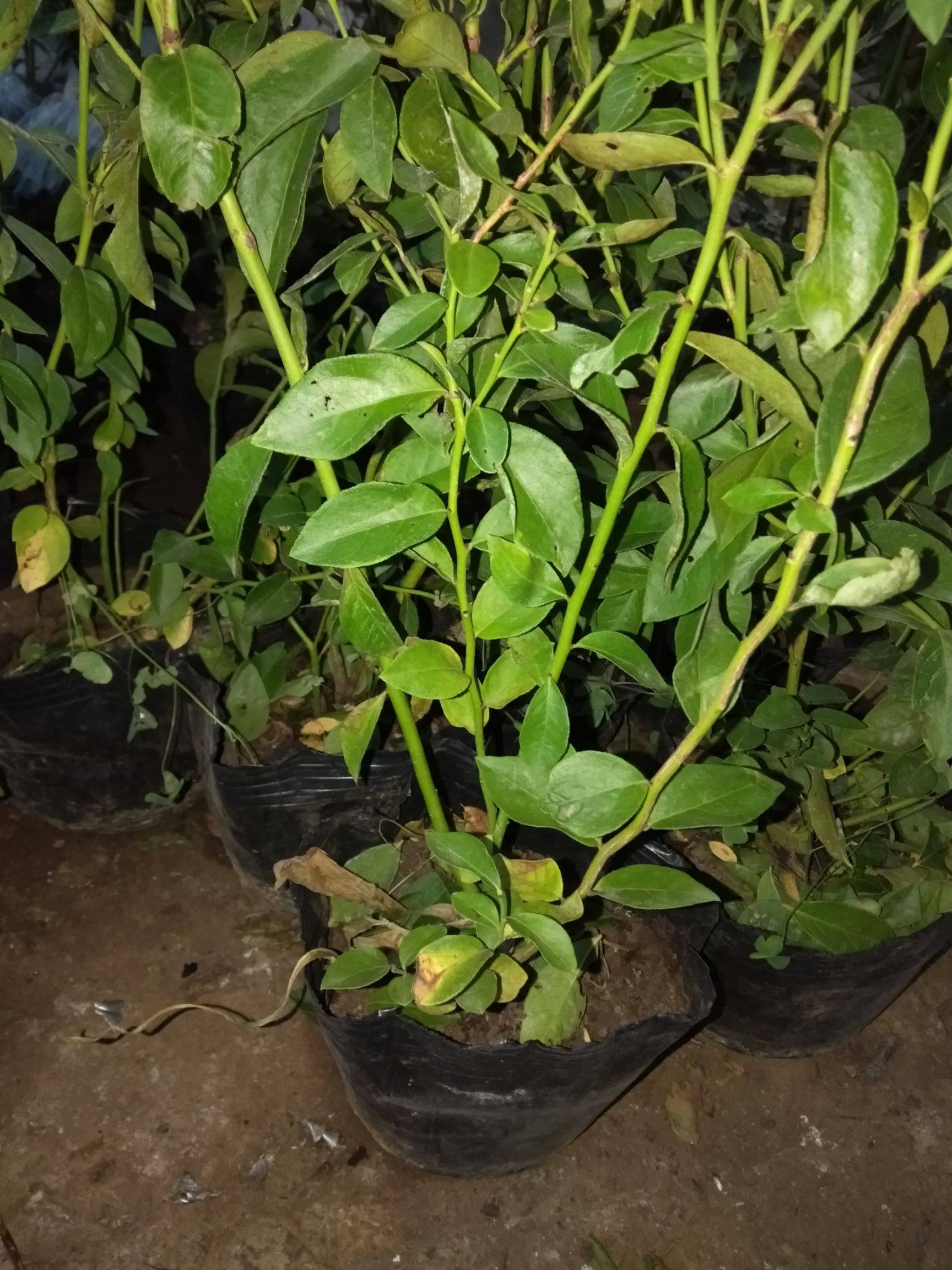 大果型珠寶藍(lán)莓苗苗木粗壯珠寶藍(lán)莓苗露天管理技術(shù)