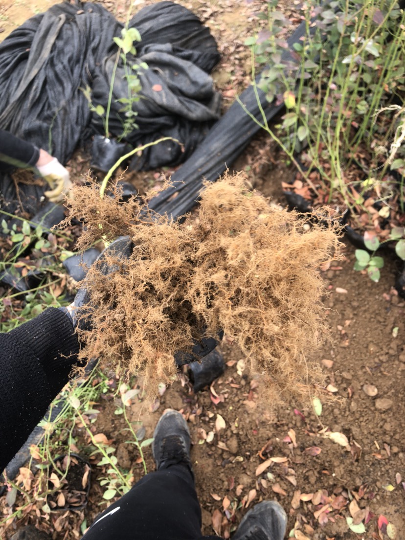 大果型珠寶藍莓苗圖片大全珠寶藍莓苗苗木粗壯