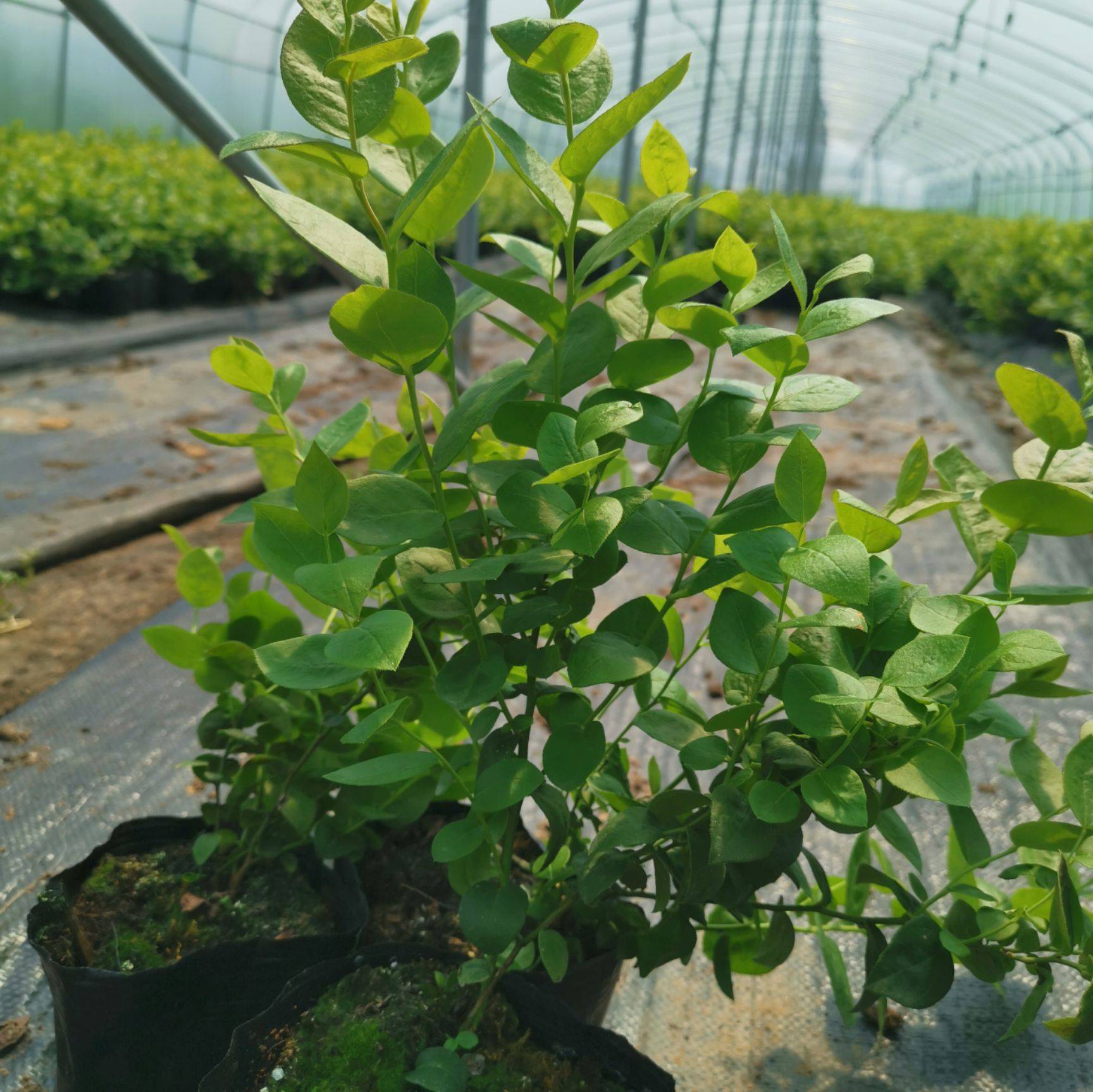 南高叢珠寶藍莓苗育苗基地珠寶藍莓苗順豐包郵