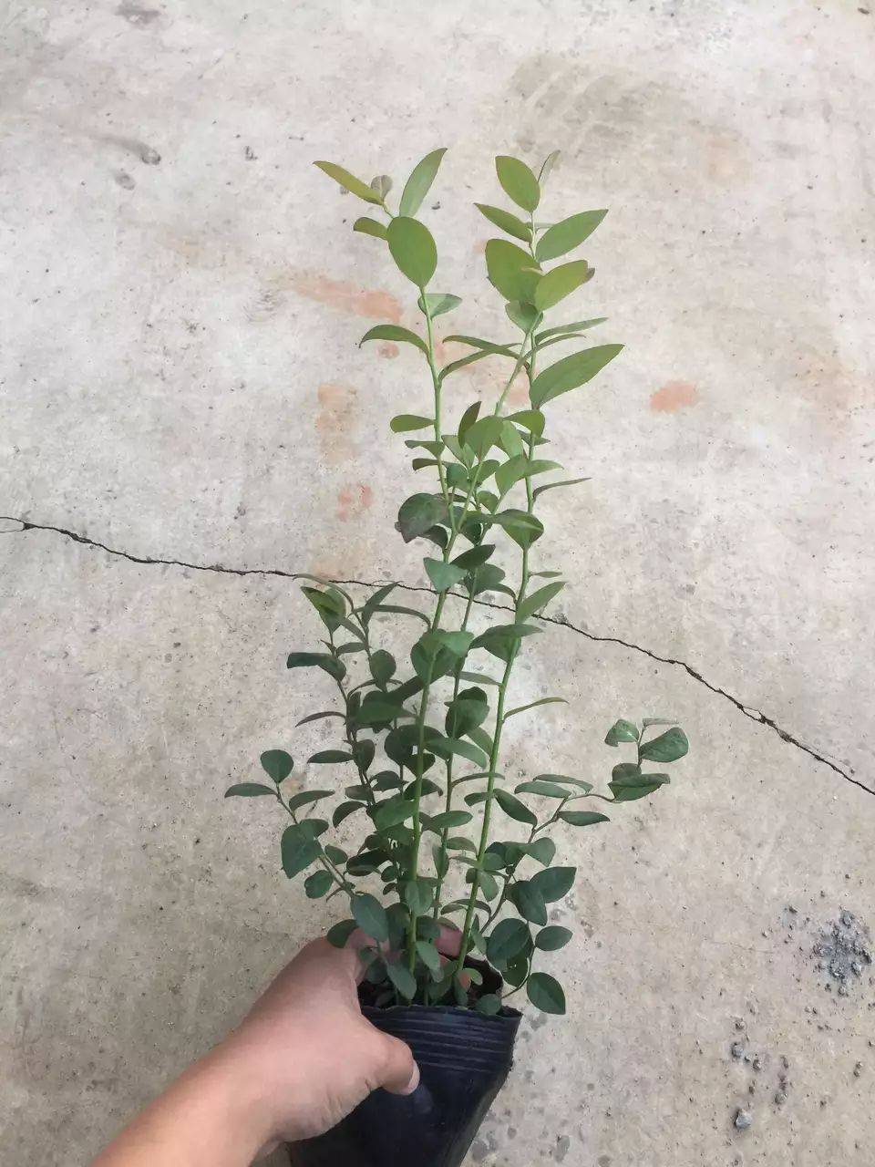 泰安珠寶藍(lán)莓苗繁育場珠寶藍(lán)莓苗需冷量