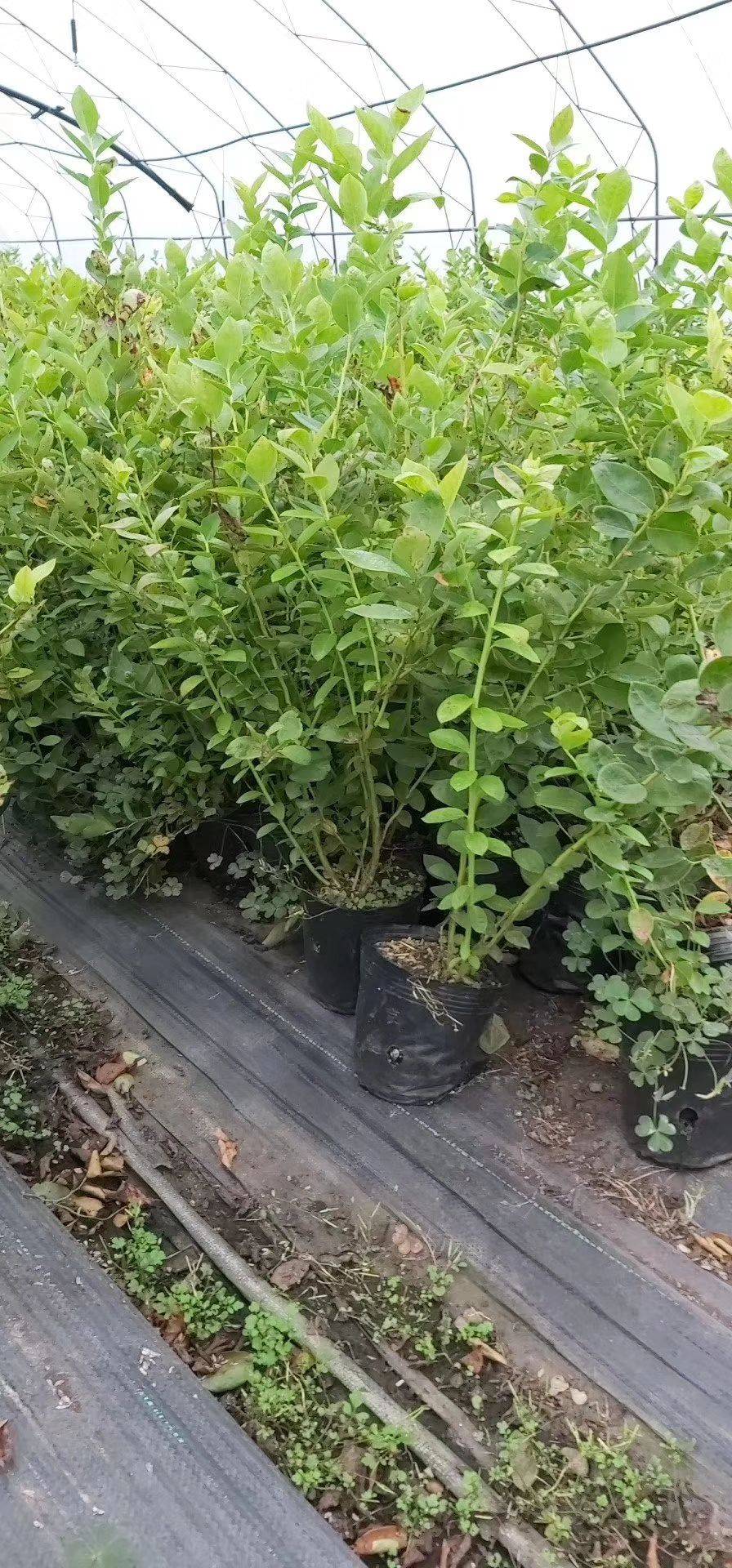 南高叢珠寶藍(lán)莓苗大型育苗基地珠寶藍(lán)莓苗種植要求