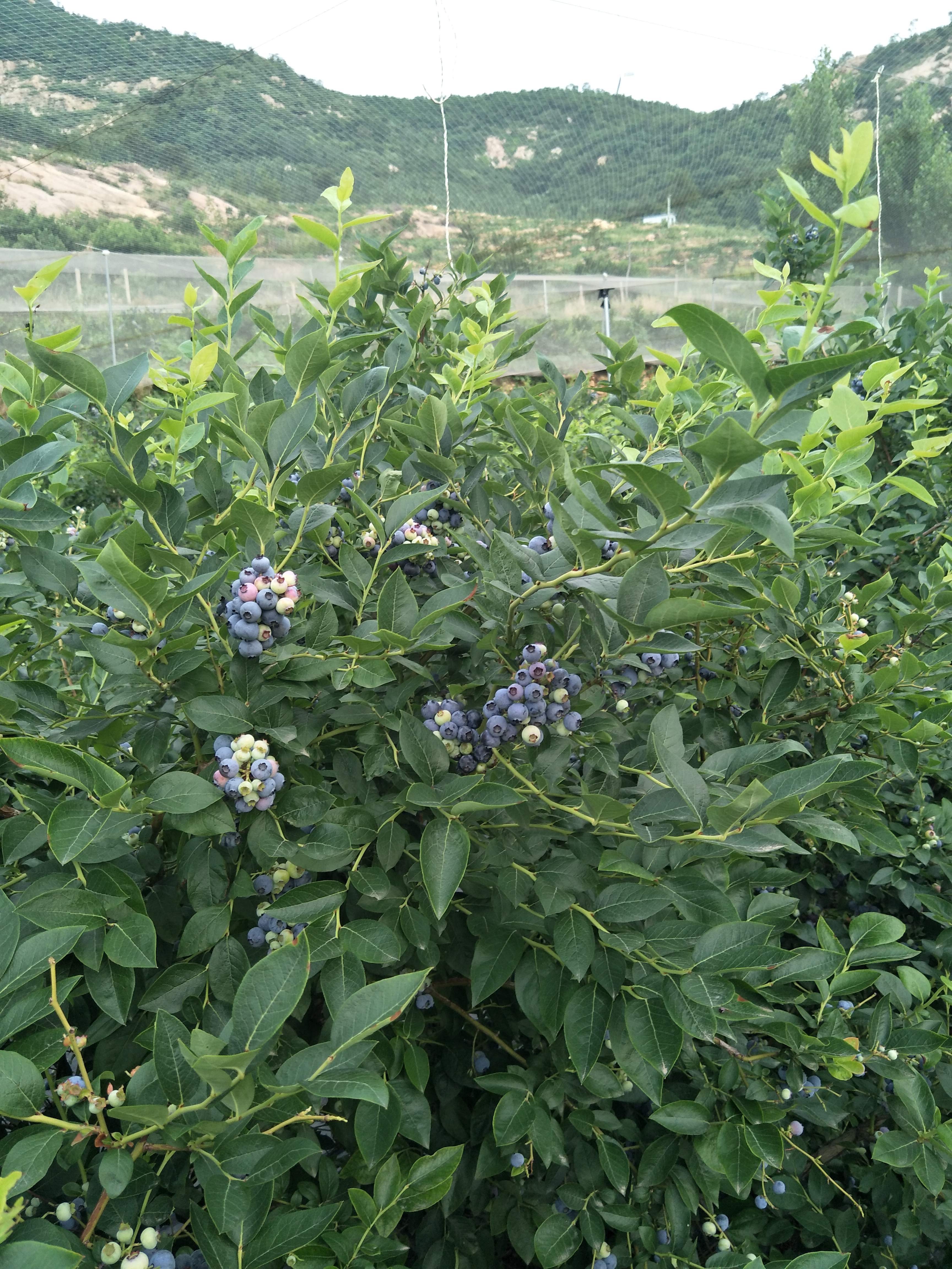 極早熟珠寶藍莓苗管理技術(shù)珠寶藍莓苗需冷量