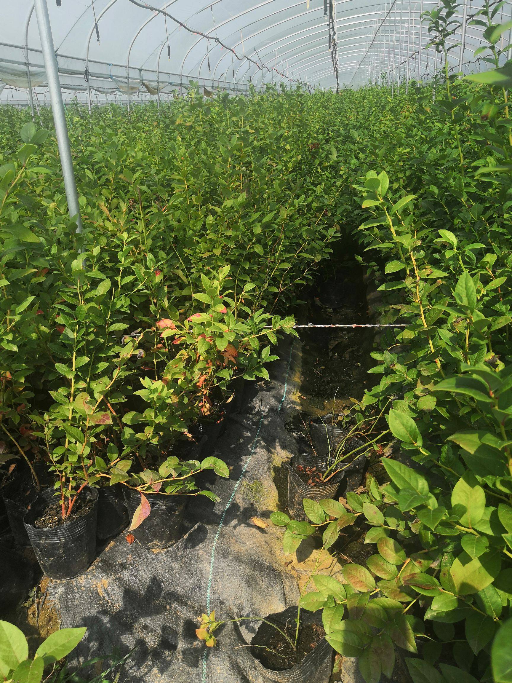 南高叢珠寶藍(lán)莓苗大型育苗基地珠寶藍(lán)莓苗種植要求