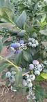 營養杯珠寶藍莓苗詳情介紹珠寶藍莓苗修剪培訓