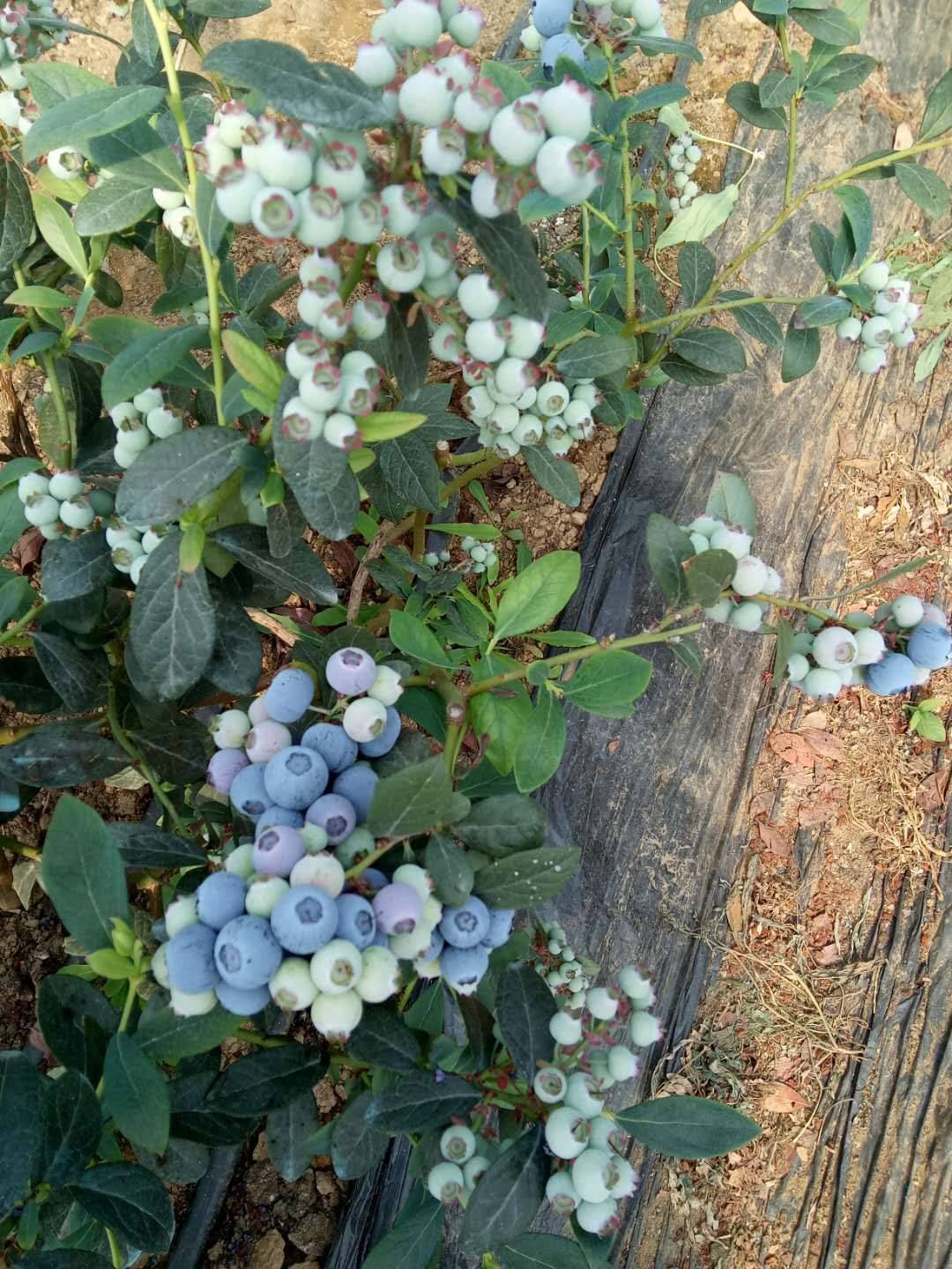營養(yǎng)缽珠寶藍莓苗育苗基地珠寶藍莓樹苗品種