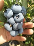 早熟珠宝蓝莓苗批发价格珠宝蓝莓树苗适应地区