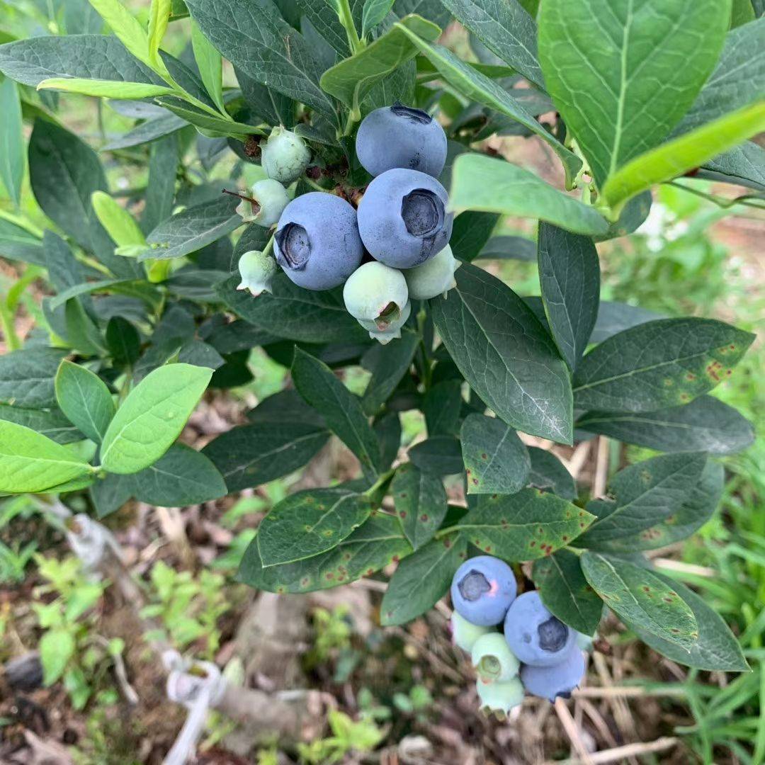 大果型珠寶藍莓苗大型培育基地珠寶藍莓苗根系發(fā)達