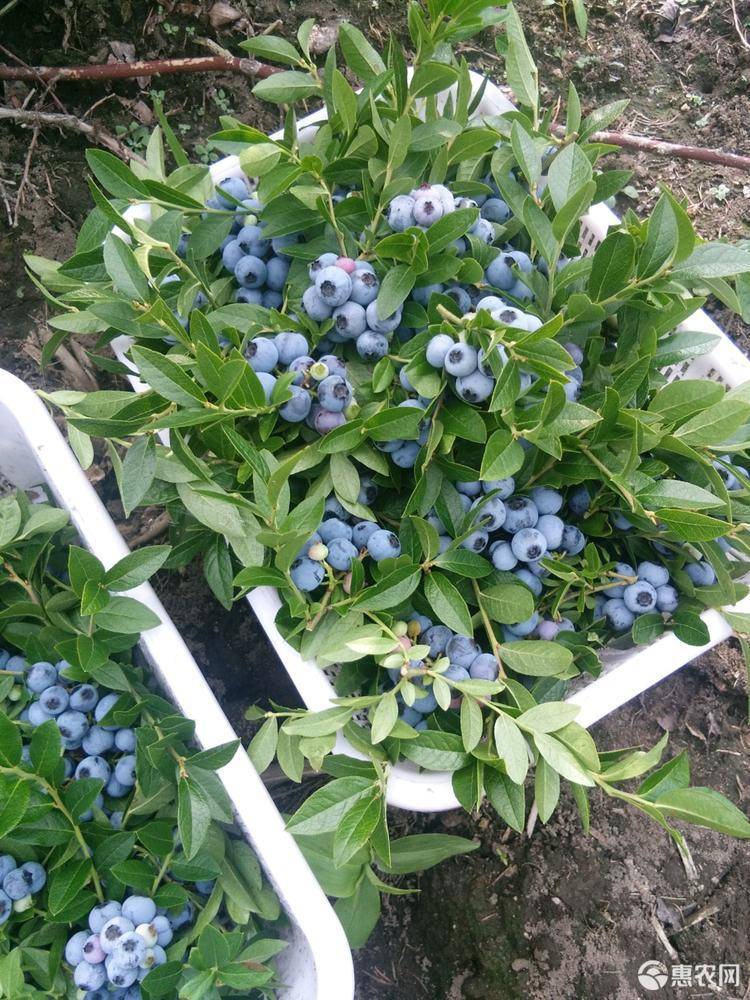 珠寶藍(lán)莓苗種植技術(shù)珠寶藍(lán)莓大棚管理技術(shù)