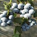 营养杯珠宝蓝莓苗栽种时间珠宝蓝莓苗顺丰包邮