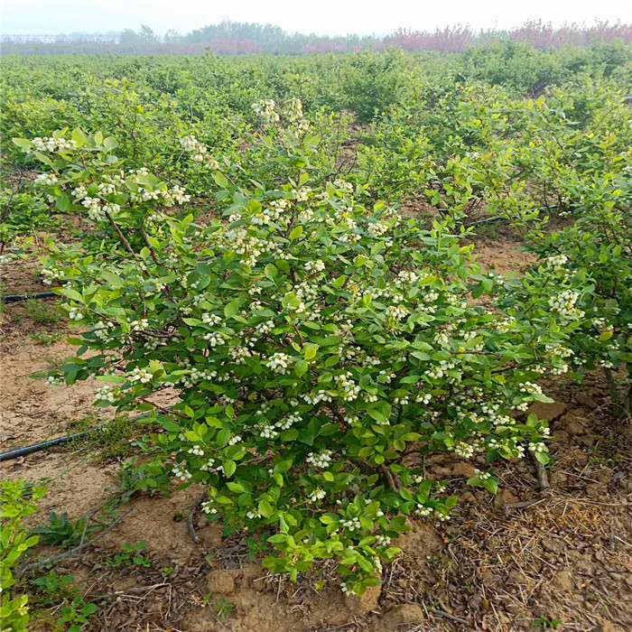 泰安珠寶藍(lán)莓苗詳情介紹珠寶藍(lán)莓苗種植要求