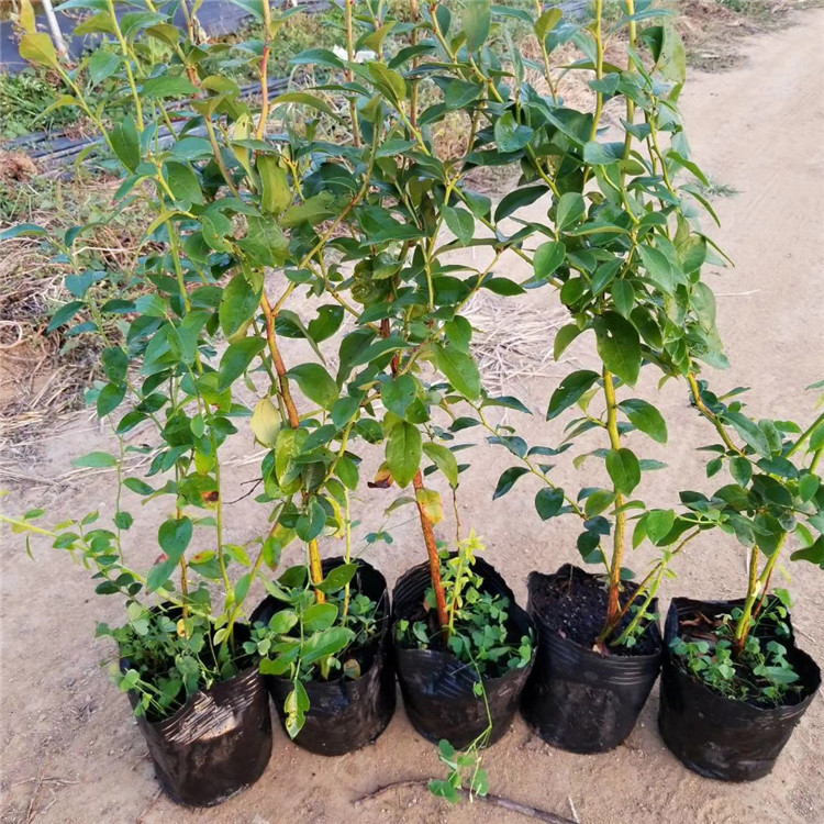 極早熟珠寶藍(lán)莓苗種植基地珠寶藍(lán)莓苗順豐包郵