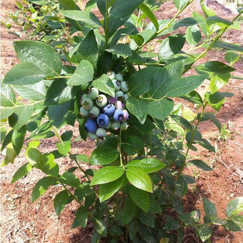 珠宝蓝莓树苗批发基地珠宝蓝莓苗种植要求