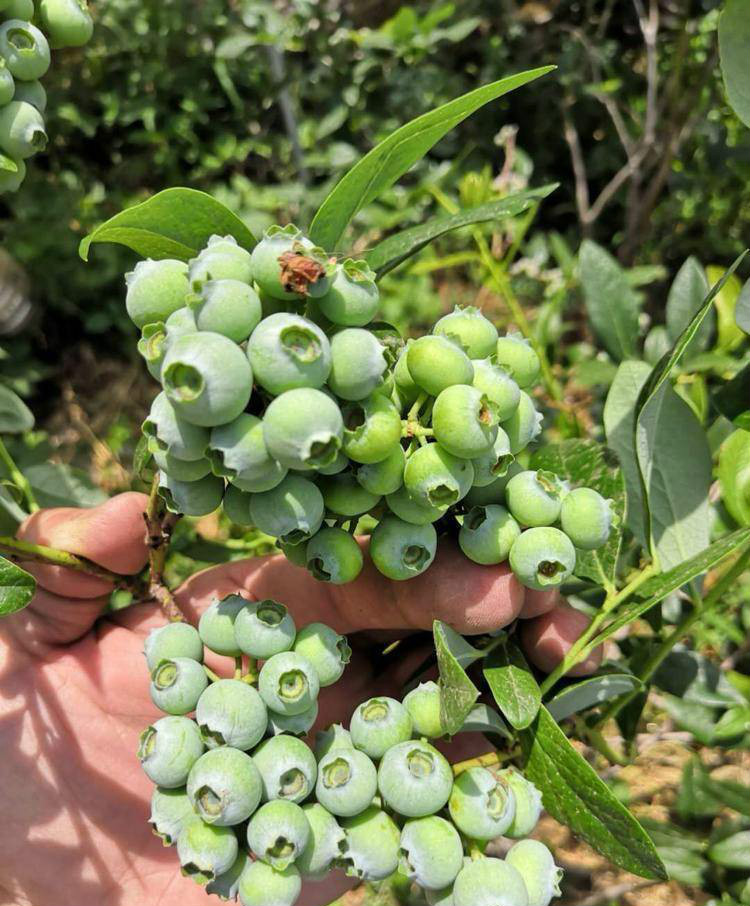 泰安珠寶藍(lán)莓苗繁育場珠寶藍(lán)莓苗需冷量