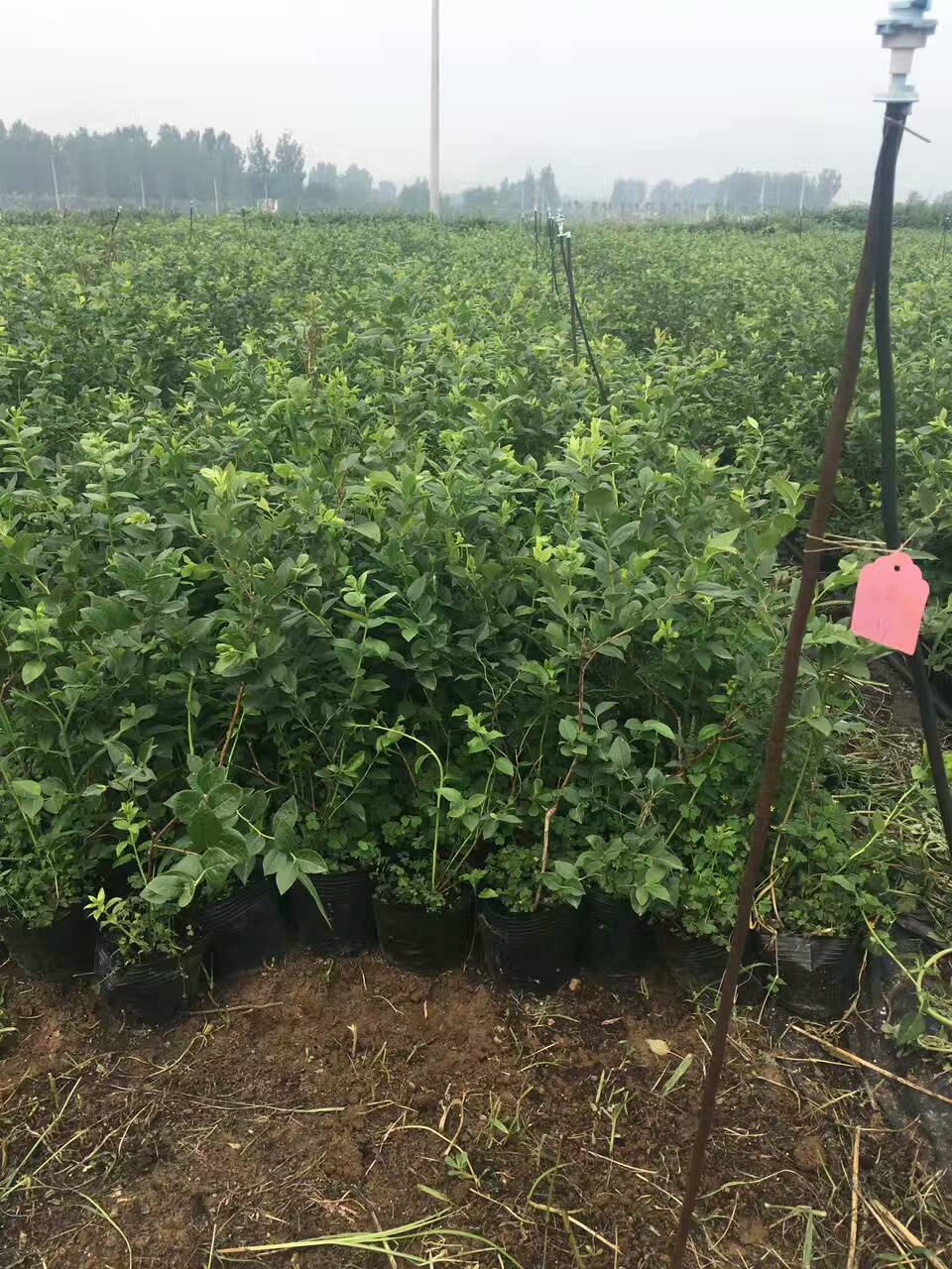 泰安珠寶藍(lán)莓苗苗木粗壯珠寶藍(lán)莓苗死苗免費(fèi)補(bǔ)發(fā)