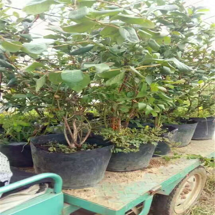 大果型珠寶藍莓苗圖片大全珠寶藍莓苗苗木粗壯